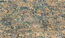 abalone sheet