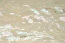 abalone sheet