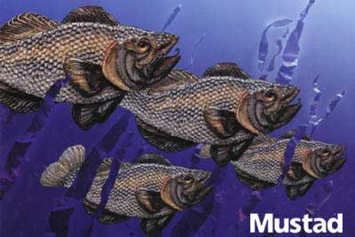 Mustad Hooks